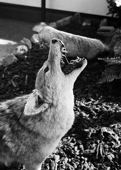 coyote.jpg